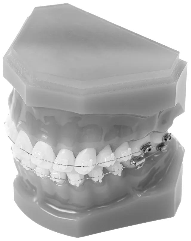 アイアイ矯正菌科