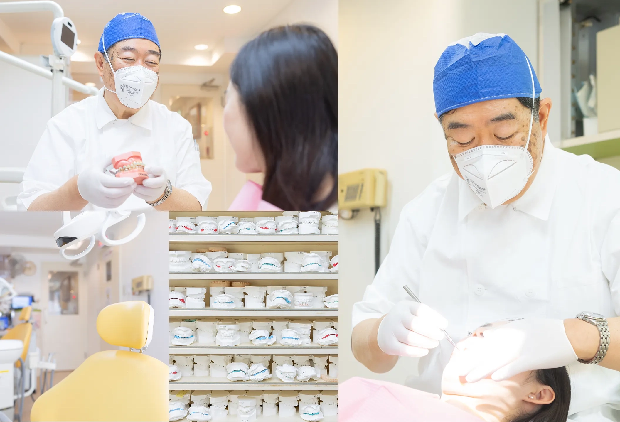 アイアイ矯正菌科